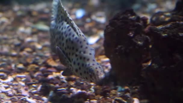 在水下游泳的豹石器的特写镜头 来自印度洋的流行热带鱼 — 图库视频影像