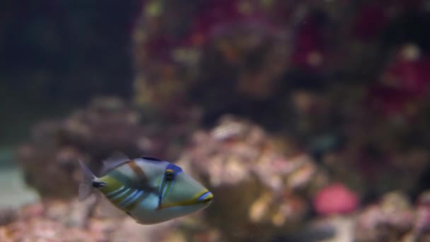 Picasso Triggerfish Swimming Water Popular Aquarium Pet Aquaculture Colorful Tropical — Stock Video