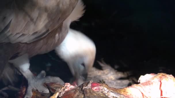 死骸から食べるグリフォンハゲワシのクローズアップ ユーラシアからのスカベンジャー鳥 — ストック動画