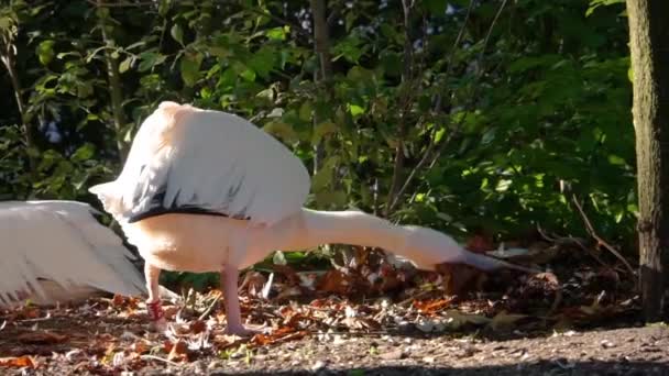 Großer Weißpelikan Sammelt Mit Seinem Schnabel Blätter Typisches Vogelverhalten Während — Stockvideo