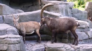 Erkek alp ibex bir kadın, tipik hayvan davranışı, avrupa alpleri vahşi dağ keçisi specie arkasında kokuyor