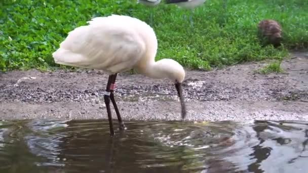 Nahaufnahme Eines Wasser Watenden Eurasischen Löffelvogels Gemeine Wasservogelart Eurasien — Stockvideo