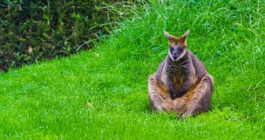 swamp wallaby sitting a meditative pose, popular zoo animal specie clipart
