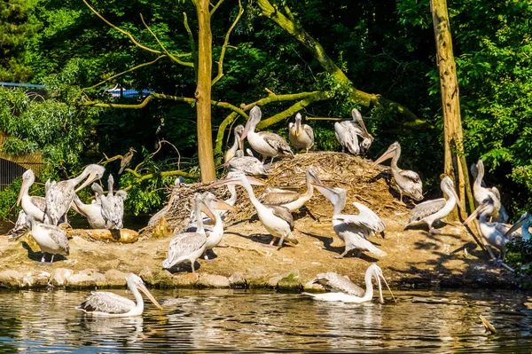 Isla llena de pelícanos dálmatas, especie de ave acuática de Europa — Foto de Stock