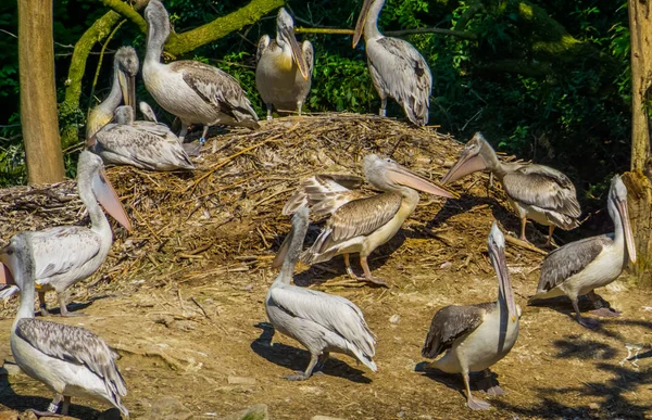 Nid de pélicans dalmatiens, espèce commune d'oiseaux d'eau d'Europe — Photo