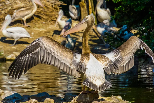 Primer plano de un pelícano dálmata extendiendo sus alas y mostrando todas sus plumas, aves vida silvestre de Europa — Foto de Stock