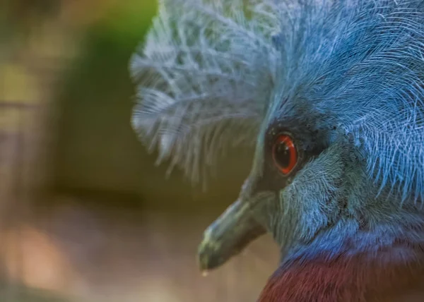 Primer plano de la cara de la paloma coronada de un scheepmaker, especie de ave vulnerable de una nueva guinea — Foto de Stock