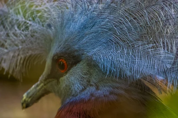 Scheepmakers gekröntes Taubengesicht in Großaufnahme, verletzliche Vogelart aus Neuguinea — Stockfoto