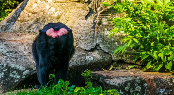 La parte posterior de un macaco de cresta de celebridades, especie animal en peligro crítico de la reserva Tangkoko de sulawesi — Foto de Stock