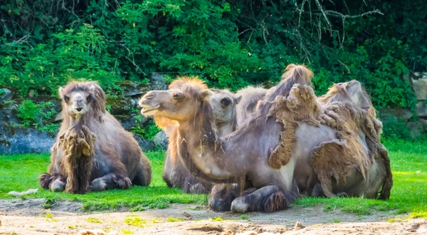 Zbliżenie grupy wielbłądów ze złym łysienia, popularne zwierzęta zoo — Zdjęcie stockowe