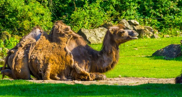 Portret zbliżenie wielbłąda siedzi na pastwisku, zwierzę z łysienie, popularne ssaki zoo — Zdjęcie stockowe