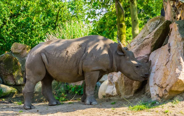 Портрет черного носорога, находящегося под угрозой исчезновения вида животных из Африки — стоковое фото