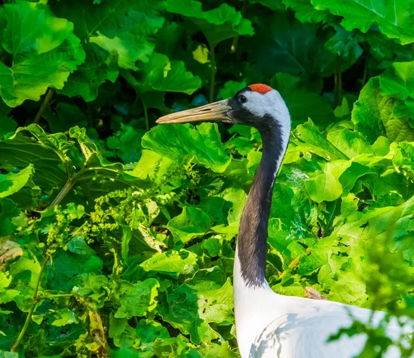 Czerwony koronowany Żuraw w zbliżenie, zagrożonych ptaków specie z Azji — Zdjęcie stockowe