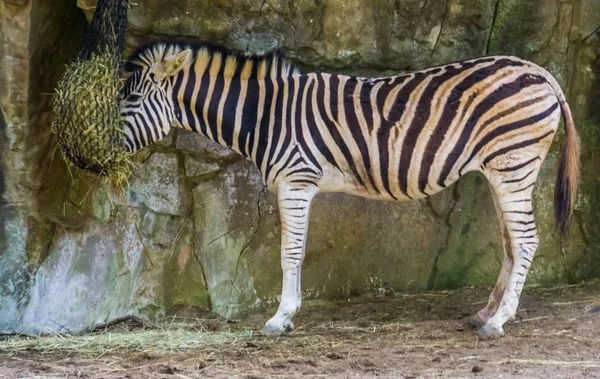 Állatkerti etetés, zuzuland Zebra étkezési széna, trópusi lófaj Afrikából — Stock Fotó