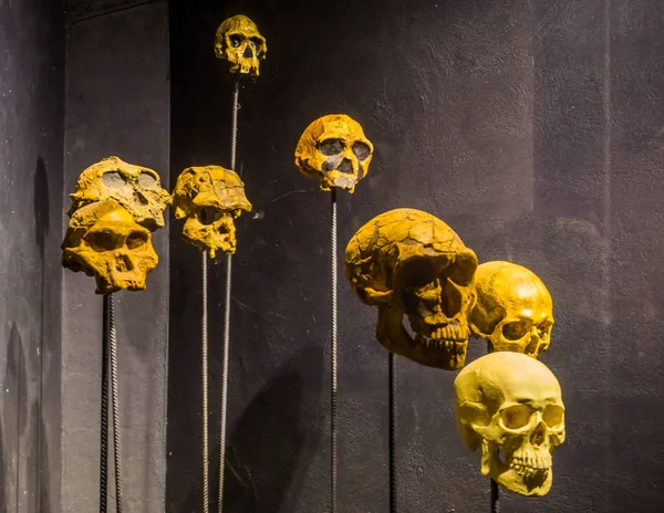 Primate y cráneos humanos en estacas, espeluznante halloween fondo — Foto de Stock
