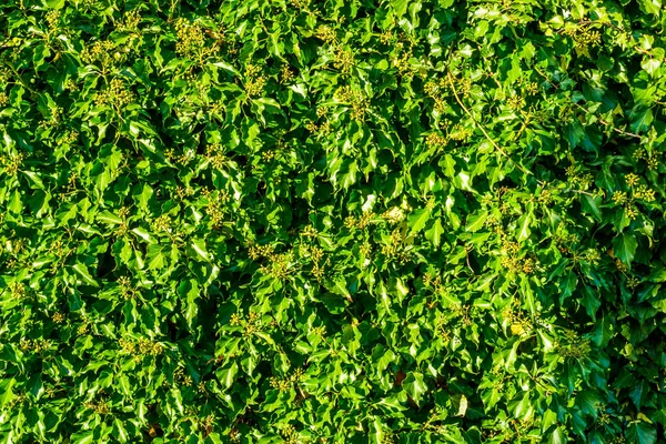 Primer plano de muchas vides de hiedra con hojas verdes y bayas inmaduras, fondo de la naturaleza —  Fotos de Stock