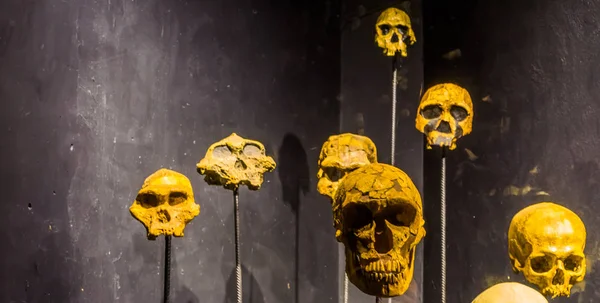 Calaveras en estacas, espeluznante fondo de halloween, primates y cráneos humanos — Foto de Stock
