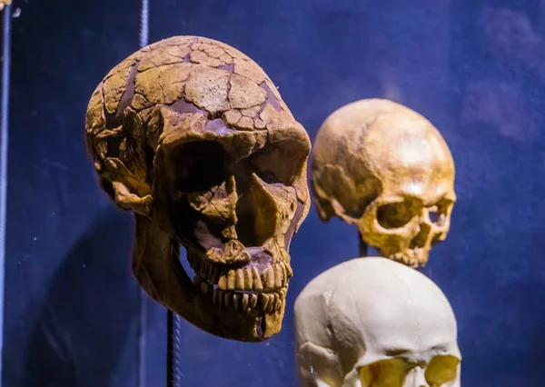 Primer plano de un cráneo en una estaca, espeluznante fondo de Halloween — Foto de Stock