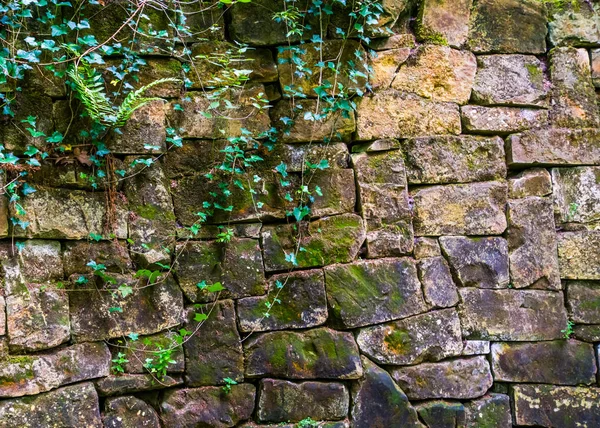 Красивая винтажная каменная стена с растениями и листьями, садовая архитектура, каменный узор — стоковое фото