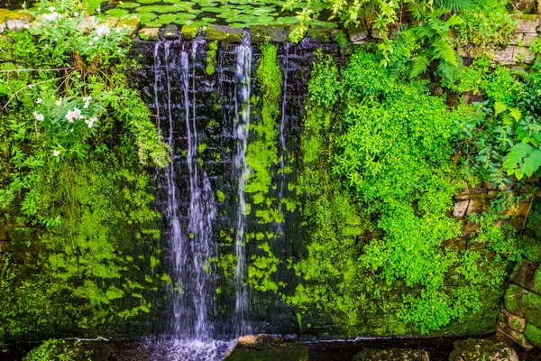 Gyönyörű streaming vízesés, trópusi kerti építészet, természet háttér — Stock Fotó