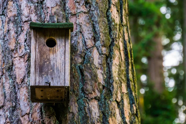 挂在树干上的木制鸟屋的特写，自然森林背景 — 图库照片