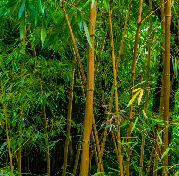 Bambusový kmeny se zelenými listy v tropickém lese, v asijském přírodním prostředí — Stock fotografie