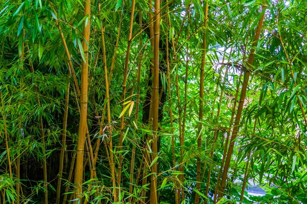 Floresta de bambu, troncos de bambu em close-up, fundo da natureza asiática — Fotografia de Stock