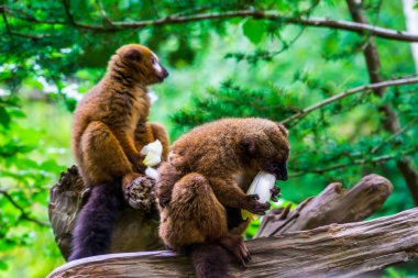 Kırmızı karınlı lemur, Madagaskar 'dan gelen sebze, tropikal maymunları, savunmasız hayvan türlerini çiğniyor.