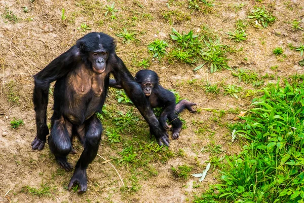 Moeder Bonobo loopt samen met haar baby, menselijke aap baby, pygmee chimpansees, bedreigde primaat soort uit Afrika — Stockfoto