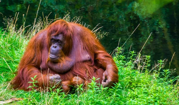 Schönes Nahaufnahme-Porträt eines nordwestlichen bornealen Orang-Utans, einer vom Aussterben bedrohten Primatenart aus Borneo — Stockfoto