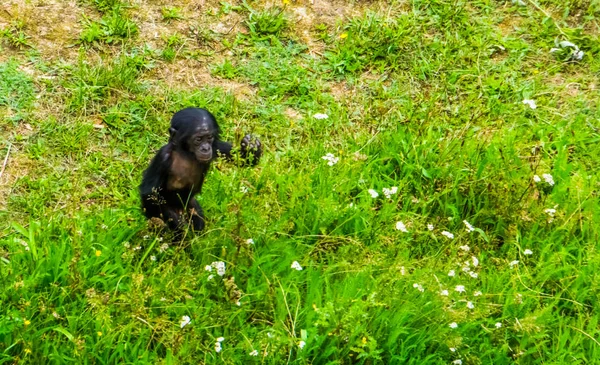 Bonobo nemluvně stojící v trávě, lidské opičí děťátko, ohrožené živočišné druhy z Afriky — Stock fotografie