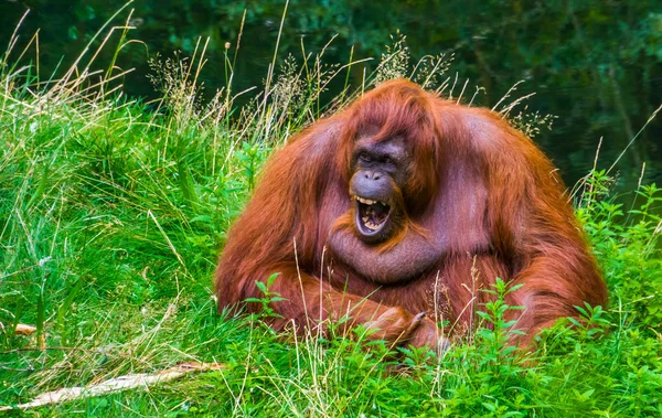 Portrait en gros plan drôle d'un orang-outan bornéen faisant du son et montrant ses dents, espèce de primate en danger critique de Bornéo — Photo