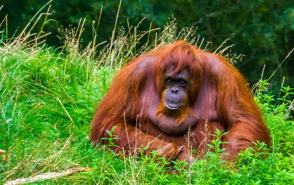 Hermoso orangután borneano en primer plano, especie de primates en peligro crítico de Borneo —  Fotos de Stock