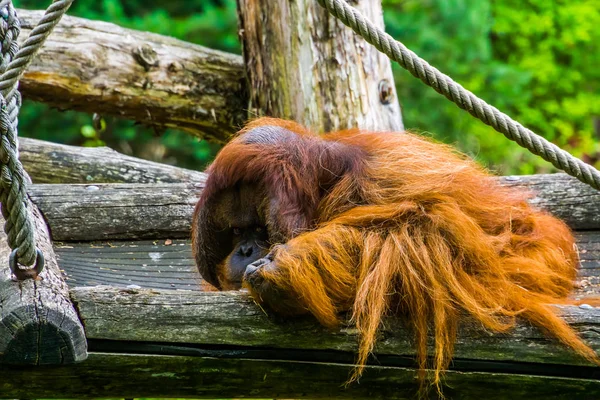 Primer plano de un orangután borneano enojado, hermoso primate tropical, especie animal en peligro crítico de Borneo — Foto de Stock