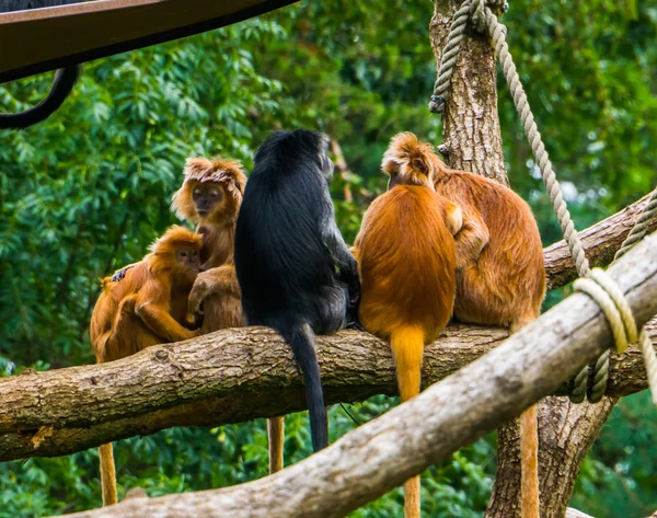 Familia de javan lutungs sentados juntos en un árbol, grupo de monos tropicales, especie animal vulnerable de Indonesia —  Fotos de Stock