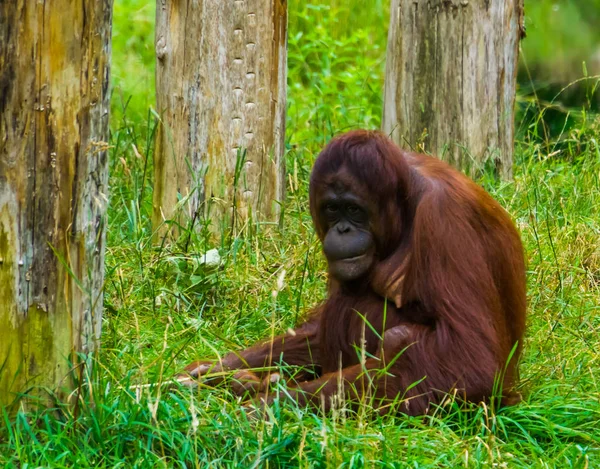 Portrait of a bornean orangutan sitting the grass, exotic primate, Critically endangered animal specie from Borneo — Stock Photo, Image