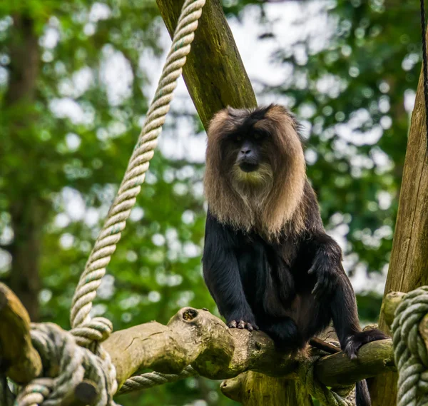 Όμορφο πορτρέτο μιας μακριάς ουράς macaque κάθεται σε ένα δέντρο, τροπικό πρωτεύον, Απειλούμενα είδη ζώων από την Ινδία — Φωτογραφία Αρχείου