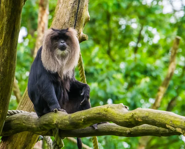 Lange staart makaak zittend op een boomtak in close-up, tropische primaat, bedreigde diersoort uit India — Stockfoto