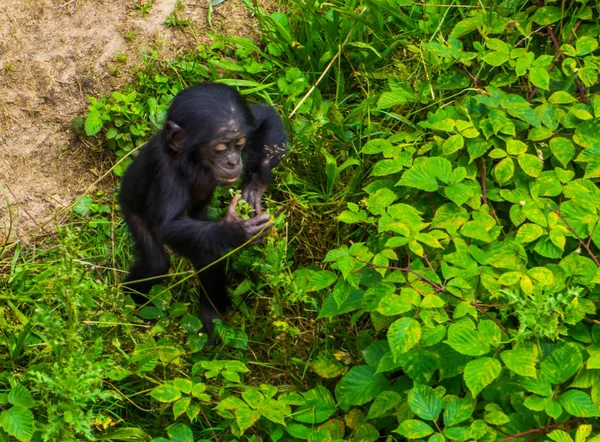 Közelkép egy bonobo csecsemő áll néhány növény, emberi majom, törpe csimpánz, Veszélyeztetett állatfaj Afrikából — Stock Fotó