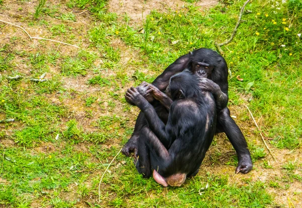 Bonobo couple sitting close together, Social and intimate human ape behavior, Endangered primate specie from Africa — Stock Photo, Image