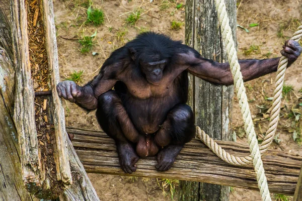 Bonobo em close-up mostrando seus genitais, macaco humano, chimpanzé pigmeu, espécie animal ameaçada de extinção da África — Fotografia de Stock