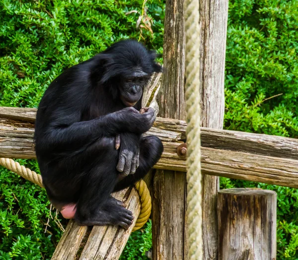 Bonobo mirando su mano en primer plano, mono humano, chimpancé pigmeo, especie animal en peligro de extinción de África — Foto de Stock