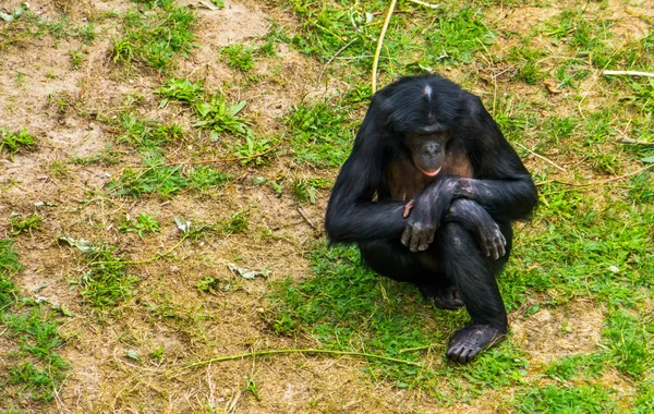 Primer plano de un bonobo femenino sentado en la hierba, mono humano, chimpancé pigmeo, especie de primate en peligro de extinción de África — Foto de Stock