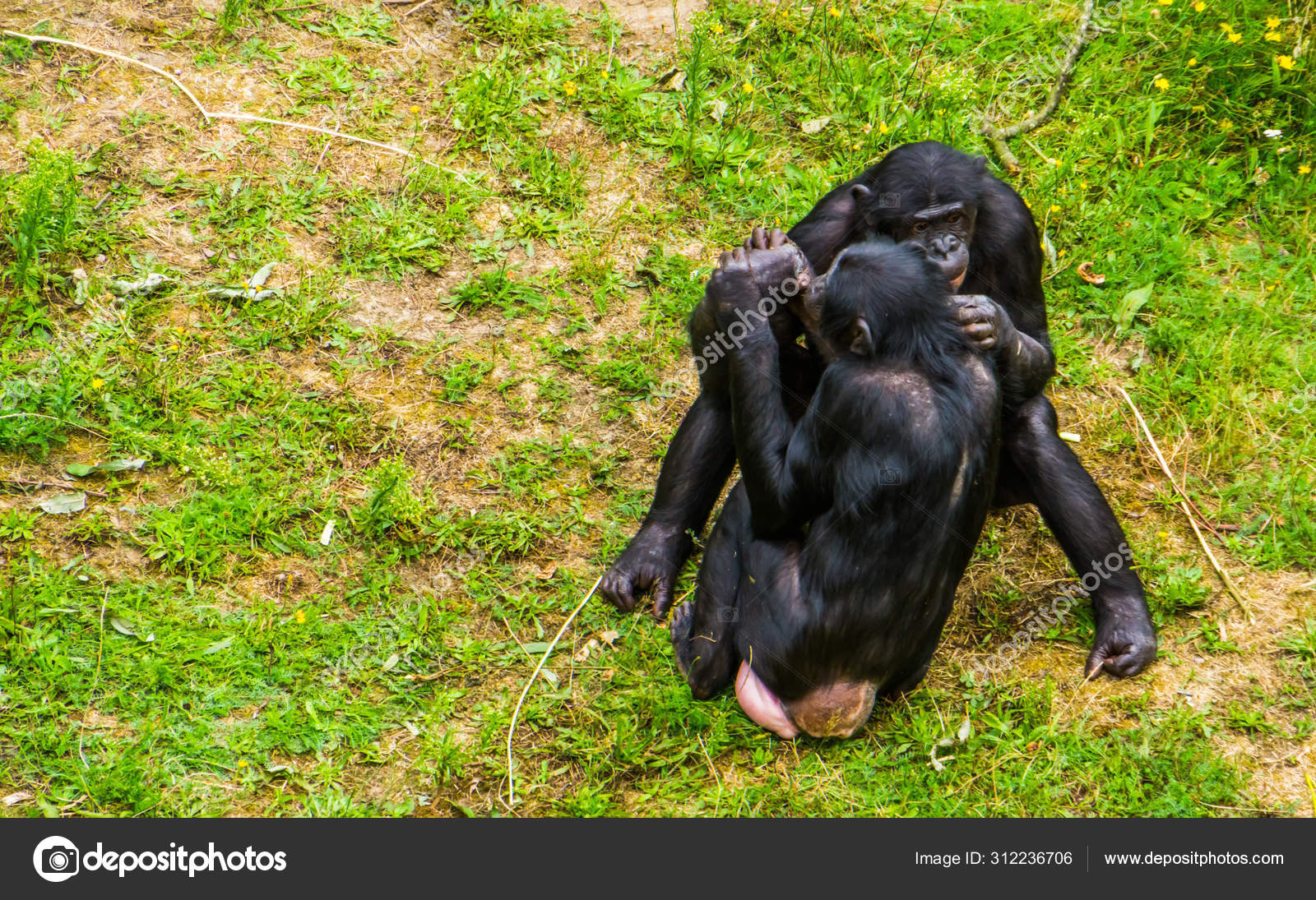 chimpanzee mating with human