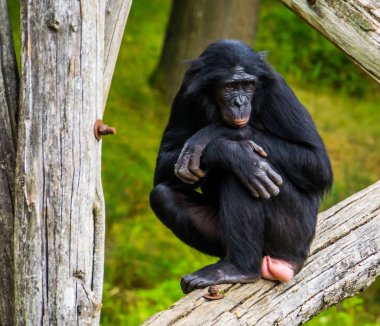 Bir bonobo, pigme şempanze, insan maymun nesli tükenmekte olan Afrika primat türünün yakın plan portresi.