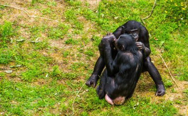 Bonobo çifti, sosyal maymun davranışları, pigme şempanze, nesli tükenmekte olan Afrika primat türü.
