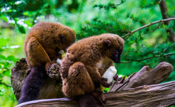 Lémures de vientre rojo comiendo verduras juntos, alimentación de animales del zoológico, especie vulnerable de primates de madagascar — Foto de Stock