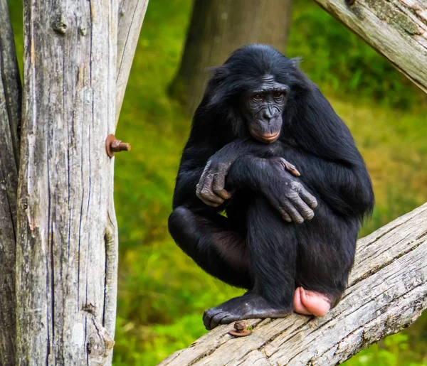 Nahaufnahme Porträt eines Bonobo, Zwergschimpansen, Menschenaffen, bedrohte Primatenart aus Afrika — Stockfoto