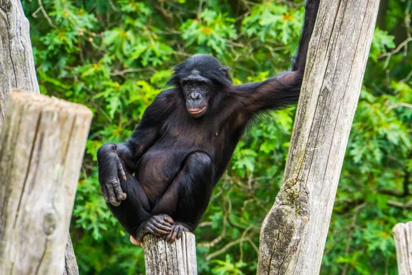 Közelkép egy bonobo ül egy rúd, törpe csimpánz, emberi majom, veszélyeztetett főemlős faj Afrikából — Stock Fotó