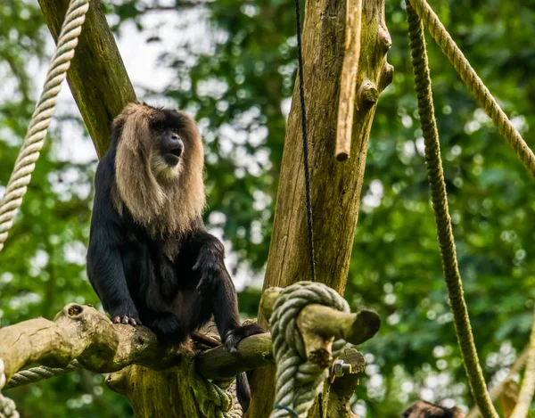 Close-up van een lange staart makaak, tropische primaat, bedreigde diersoort uit de bergen van India — Stockfoto